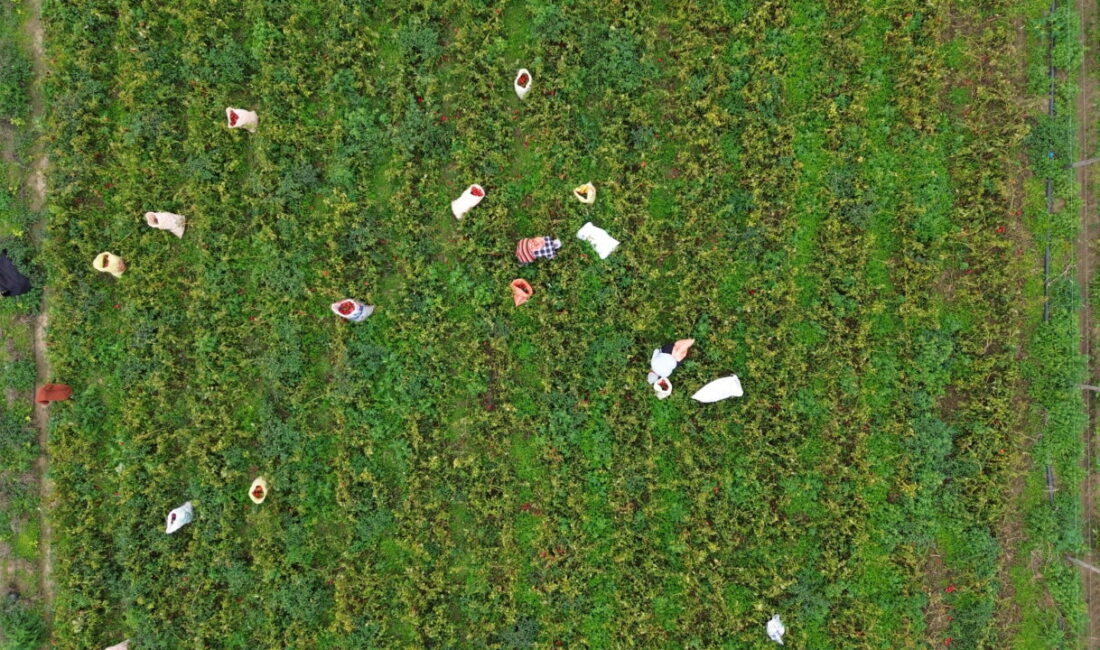 Bafra Ziraat Odası Başkanı Osman Tosuner, AA muhabirine, bu yıl