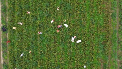 Bafra Ziraat Odası Başkanı Osman Tosuner, AA muhabirine, bu yıl