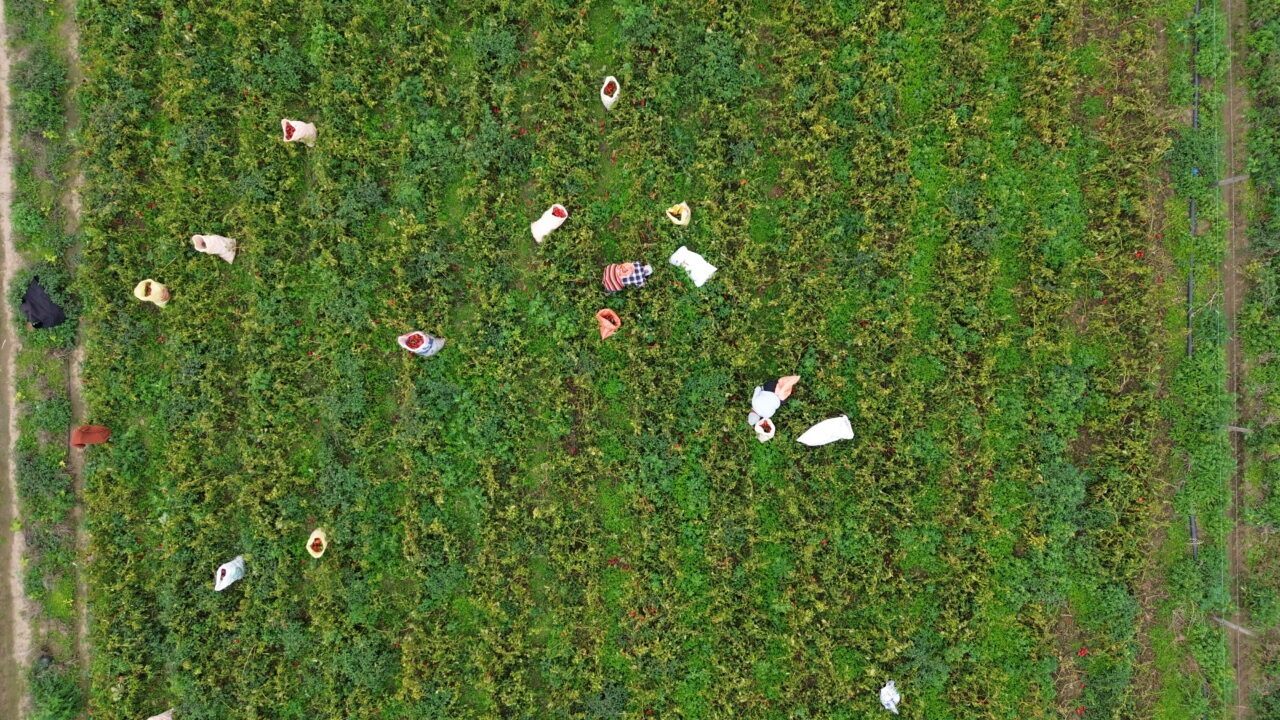 Bafra Ziraat Odası Başkanı Osman Tosuner, AA muhabirine, bu yıl