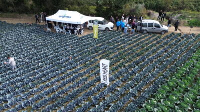 Bafra Ovası'nda sebze çeşitleri eken çiftçilere yönelik bilgilendirme ve tanıtım