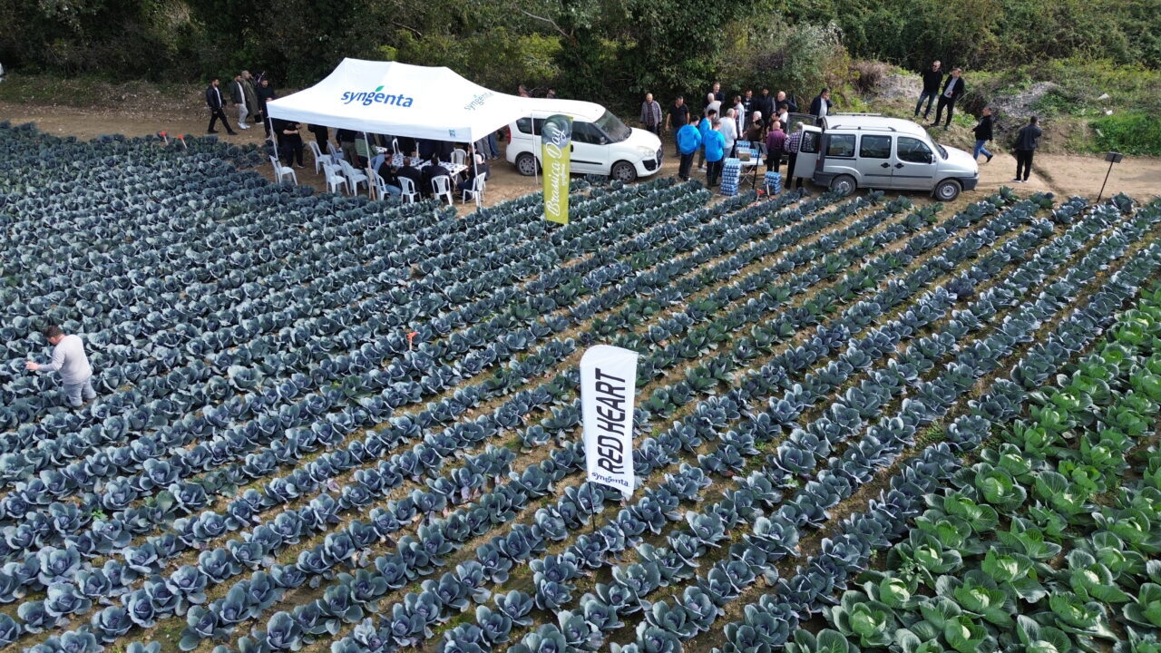 Bafra Ovası'nda sebze çeşitleri eken çiftçilere yönelik bilgilendirme ve tanıtım