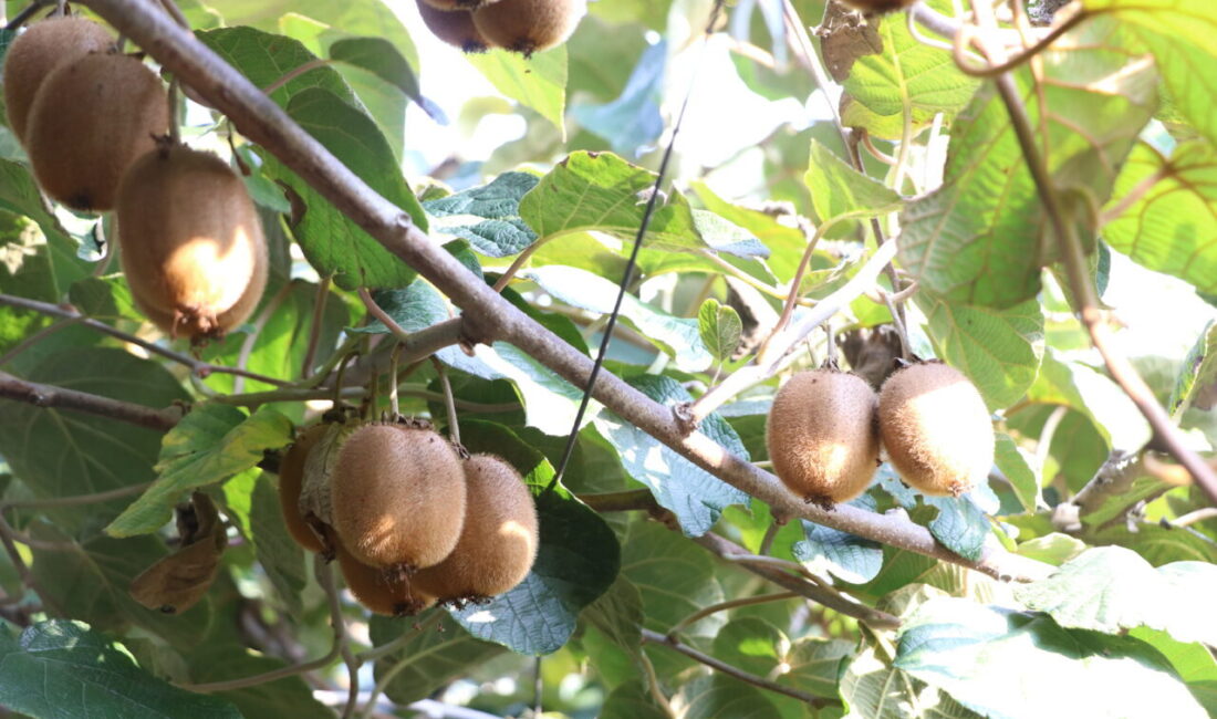 Türkiye'nin önemli kivi üretim merkezlerinden Yalova'da, coğrafi işaret belgesine sahip