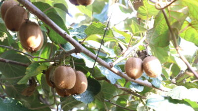 Türkiye'nin önemli kivi üretim merkezlerinden Yalova'da, coğrafi işaret belgesine sahip