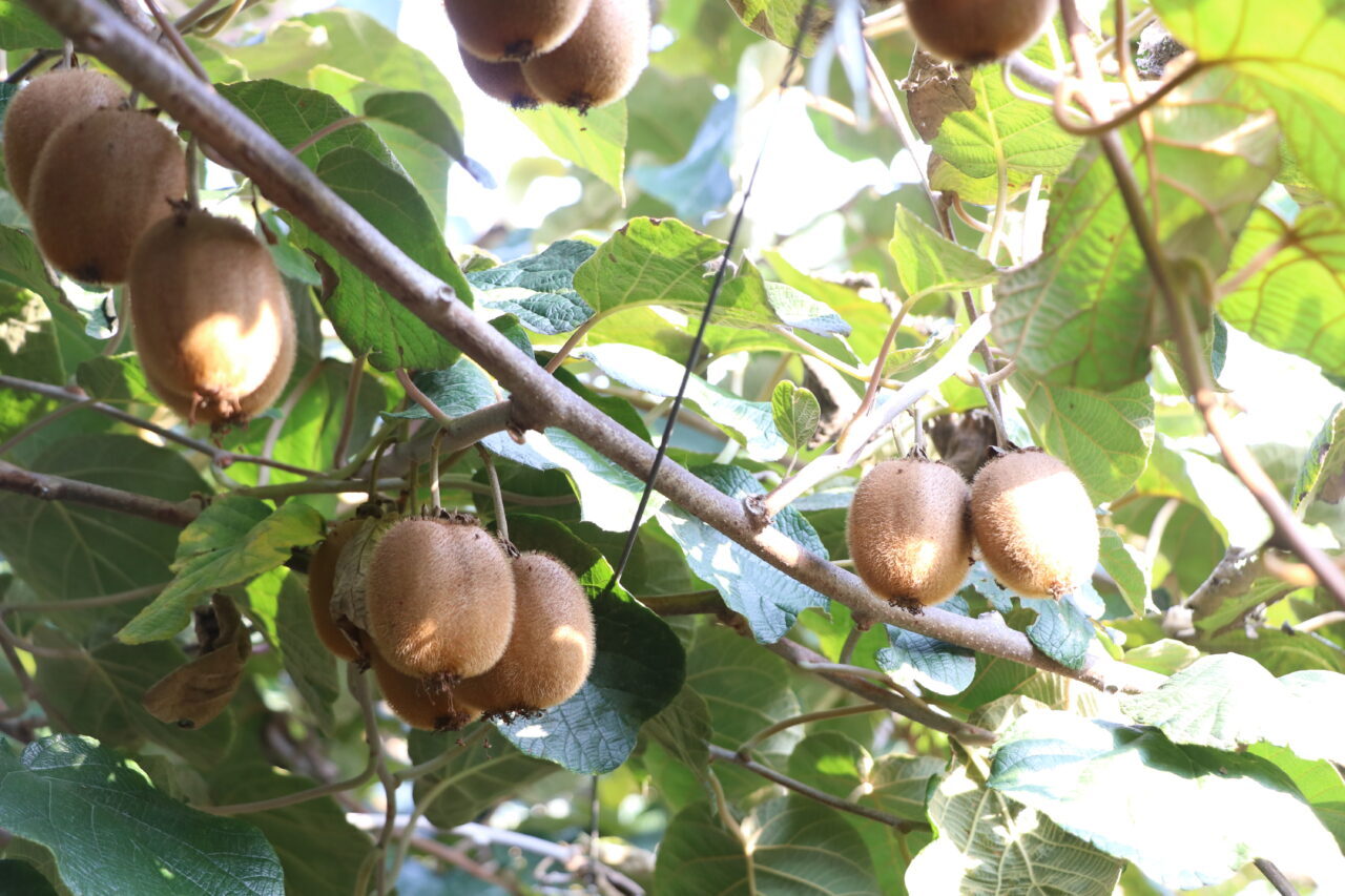 Türkiye'nin önemli kivi üretim merkezlerinden Yalova'da, coğrafi işaret belgesine sahip