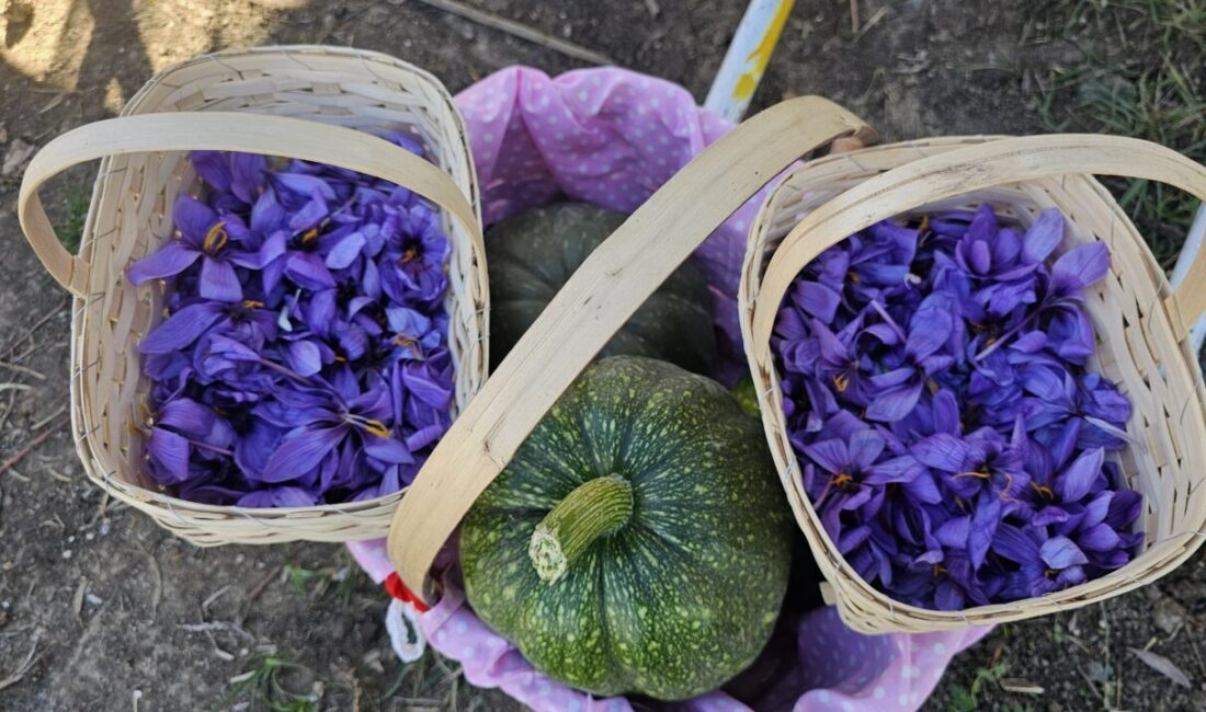 Çorum'da kadın çiftçiler tarafından yetiştirilen safran törenle hasat edildi.