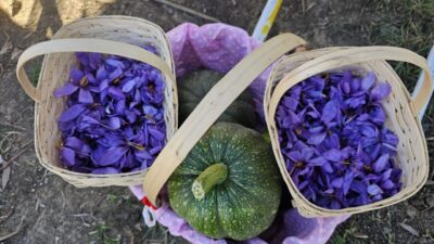 Çorum'da kadın çiftçiler tarafından yetiştirilen safran törenle hasat edildi.