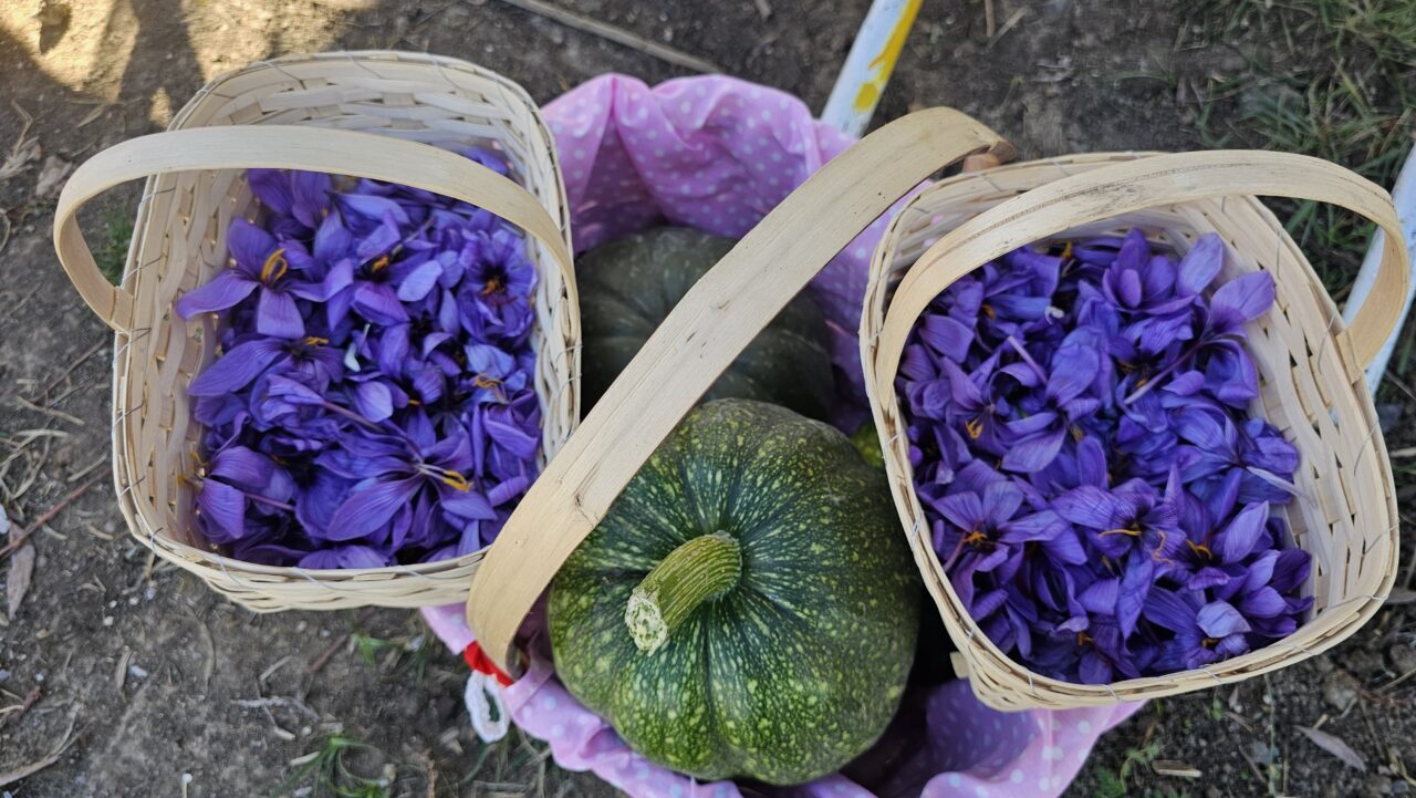 Çorum'da kadın çiftçiler tarafından yetiştirilen safran törenle hasat edildi.