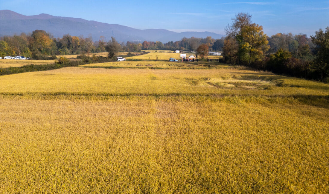 Düzce'de devlet desteğiyle dağıtılan coğrafi işaretli Konuralp pirinci yetiştiriciliğinde kullanılan