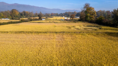 Düzce'de devlet desteğiyle dağıtılan coğrafi işaretli Konuralp pirinci yetiştiriciliğinde kullanılan