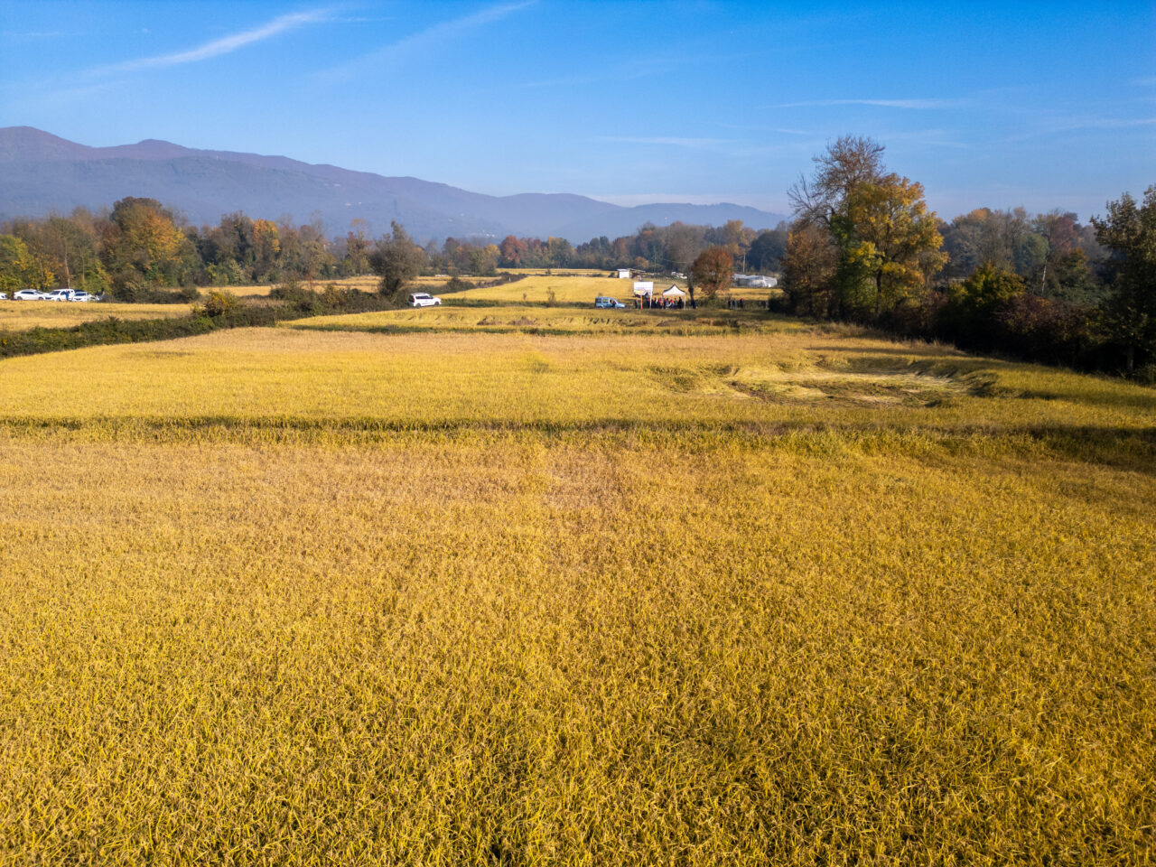 Düzce'de devlet desteğiyle dağıtılan coğrafi işaretli Konuralp pirinci yetiştiriciliğinde kullanılan
