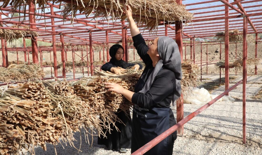Hatay'ın Kırıkhan ilçesindeki Gölbaşı Gölü'nü kaplayan su sümbülleri, kadınların elinde