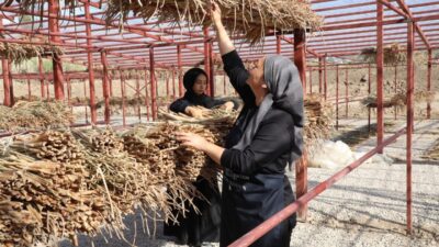 Hatay'ın Kırıkhan ilçesindeki Gölbaşı Gölü'nü kaplayan su sümbülleri, kadınların elinde
