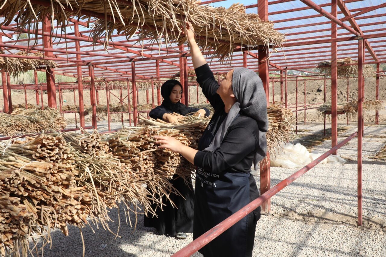 Hatay'ın Kırıkhan ilçesindeki Gölbaşı Gölü'nü kaplayan su sümbülleri, kadınların elinde