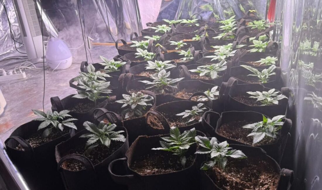 İzmir'in Konak ilçesinde düzenlenen uyuşturucu operasyonunda evinde Hint keneviri yetiştirdiği