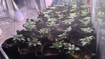 İzmir'in Konak ilçesinde düzenlenen uyuşturucu operasyonunda evinde Hint keneviri yetiştirdiği