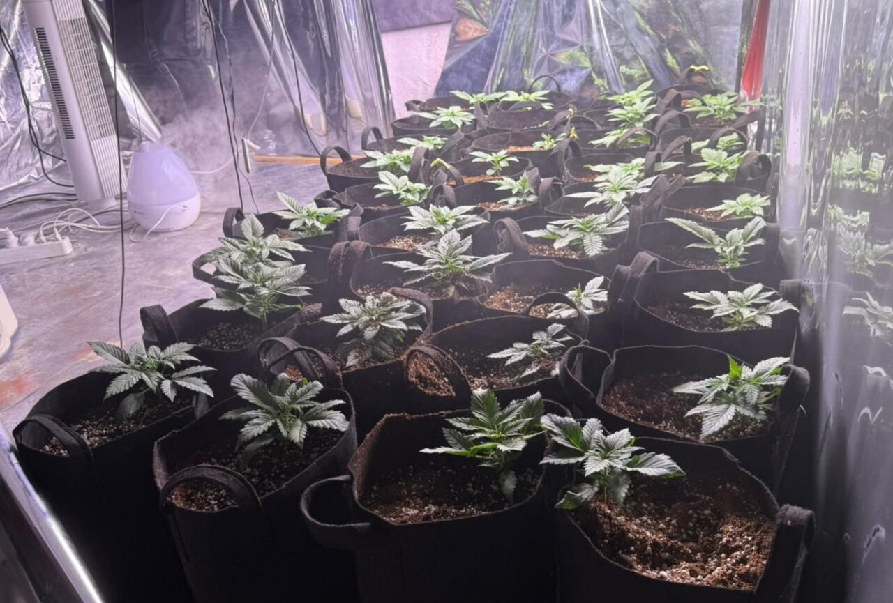 İzmir'in Konak ilçesinde düzenlenen uyuşturucu operasyonunda evinde Hint keneviri yetiştirdiği