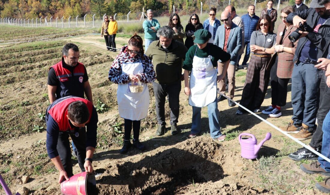 Karabük'ün UNESCO Dünya Mirası Listesi'ndeki Safranbolu ilçesinde "Safran İmecesi" etkinliği