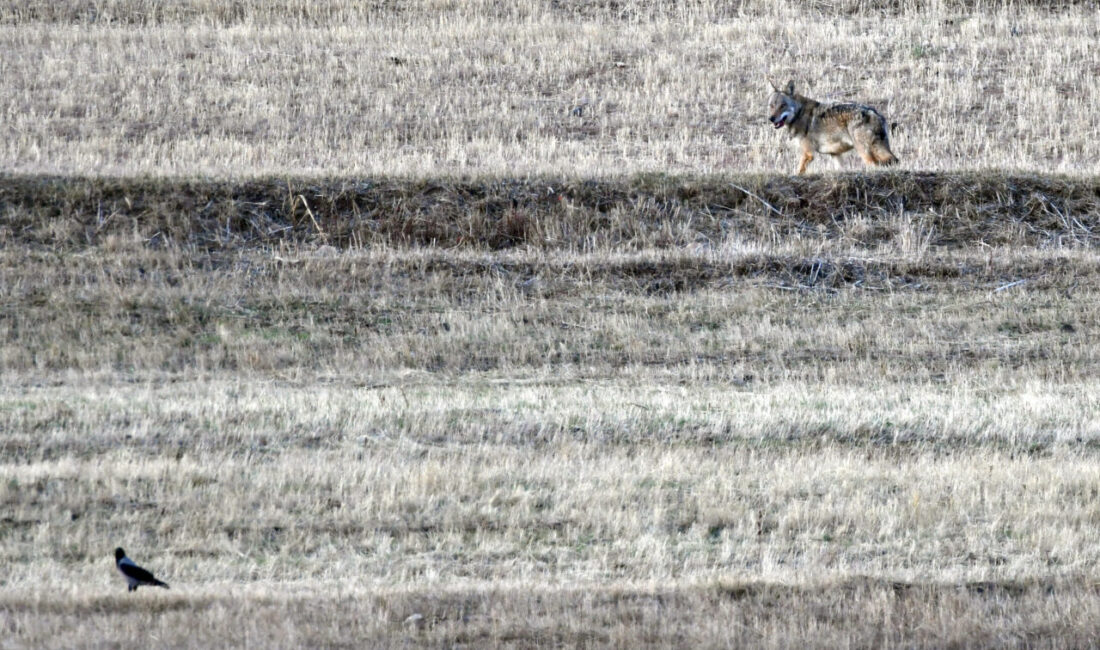 Kars'ın Sarıkamış ilçesi kırsalında yiyecek arayan kurt ve vaşak görüntülendi.