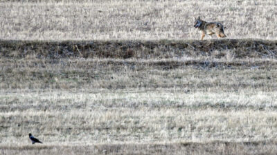 Kars'ın Sarıkamış ilçesi kırsalında yiyecek arayan kurt ve vaşak görüntülendi.
