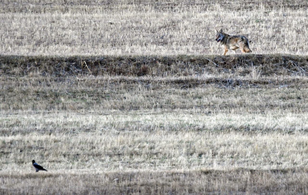 Kars'ın Sarıkamış ilçesi kırsalında yiyecek arayan kurt ve vaşak görüntülendi.