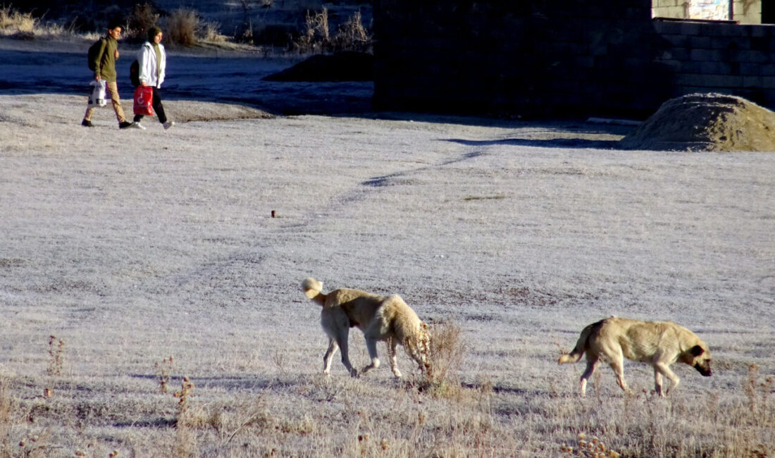 Kars'ın Sarıkamış ilçesinde soğuk havanın etkisiyle bitkiler kırağıyla kaplandı.