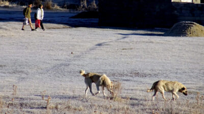 Kars'ın Sarıkamış ilçesinde soğuk havanın etkisiyle bitkiler kırağıyla kaplandı.
