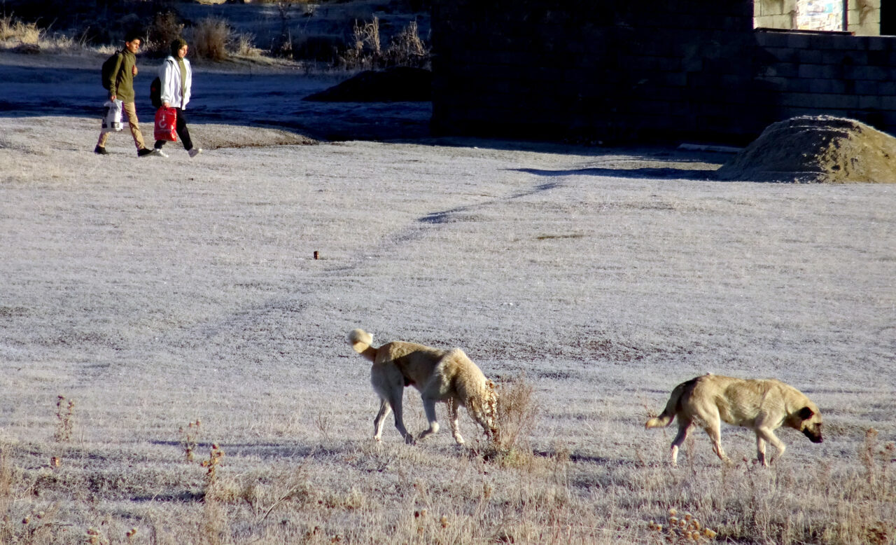 Kars'ın Sarıkamış ilçesinde soğuk havanın etkisiyle bitkiler kırağıyla kaplandı.