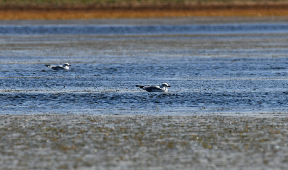 Kars'ın Sarıkamış ilçesinde göçmen kuşlara ev sahipliği yapan Asboğa Gölü'nün