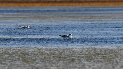 Kars'ın Sarıkamış ilçesinde göçmen kuşlara ev sahipliği yapan Asboğa Gölü'nün
