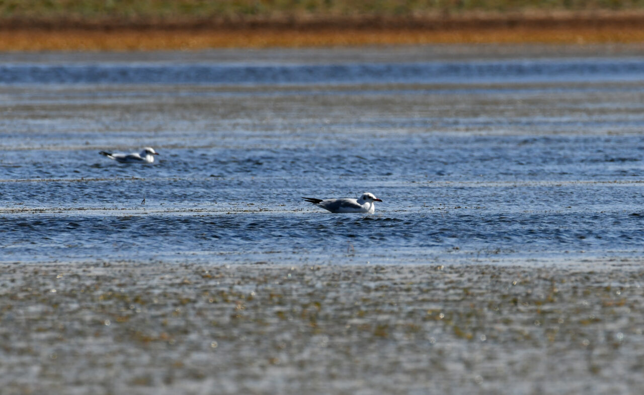 Kars'ın Sarıkamış ilçesinde göçmen kuşlara ev sahipliği yapan Asboğa Gölü'nün