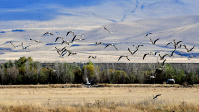 Kars'ta havaların soğumasıyla göçe hazırlanan göçmen kuşlar, sulak alanlarda görüntülendi.