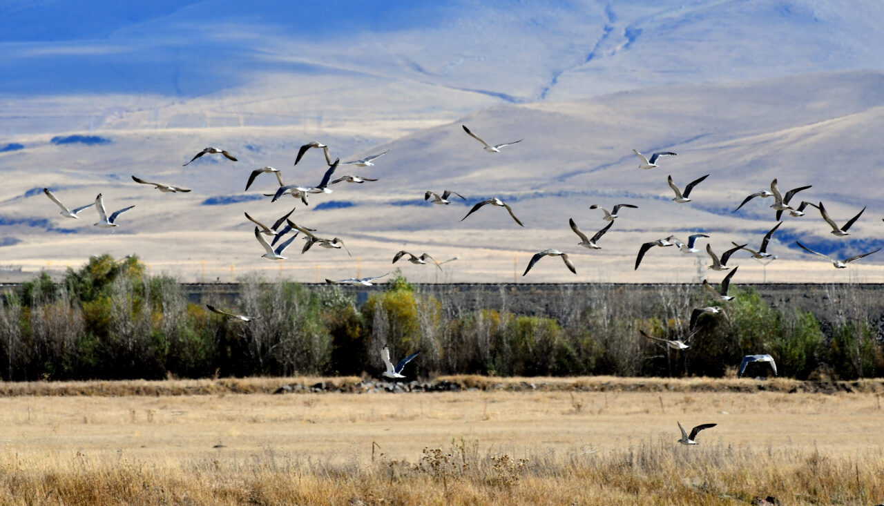 Kars'ta havaların soğumasıyla göçe hazırlanan göçmen kuşlar, sulak alanlarda görüntülendi.