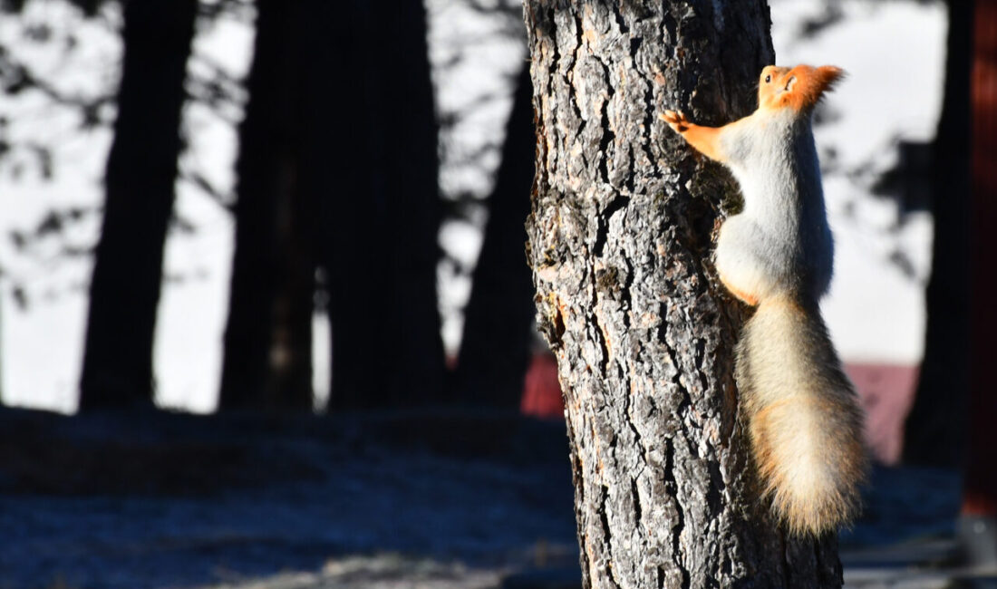 Kars'ın Sarıkamış ilçesinde soğuk hava etkili oldu.