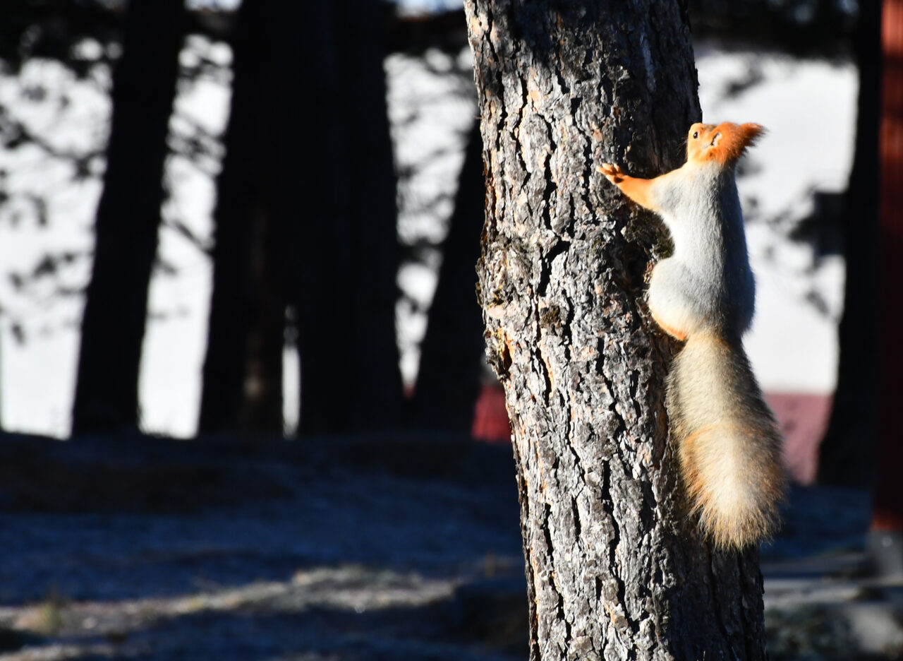 Kars'ın Sarıkamış ilçesinde soğuk hava etkili oldu.