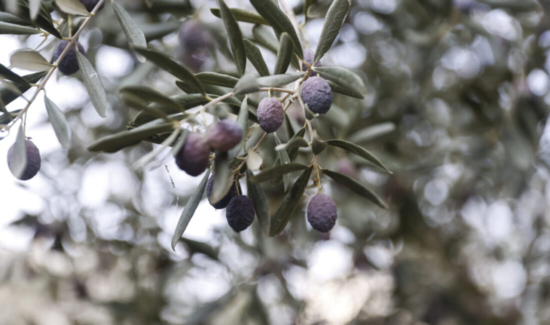 Mersin'in Mezitli ilçesinde belediyeye ait fidanlıkta hasadına başlanan zeytinin yağından