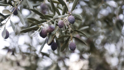 Mersin'in Mezitli ilçesinde belediyeye ait fidanlıkta hasadına başlanan zeytinin yağından
