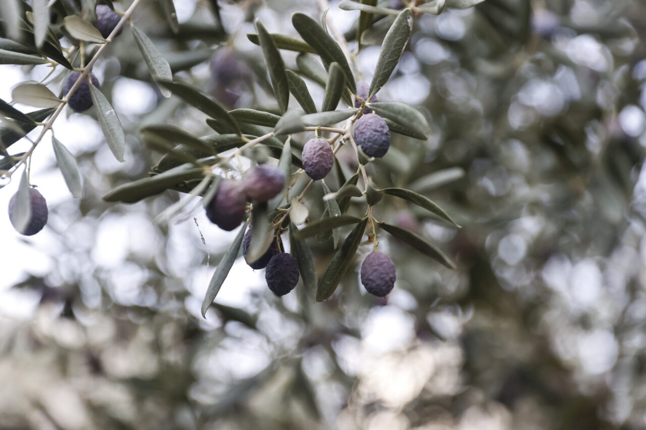 Mersin'in Mezitli ilçesinde belediyeye ait fidanlıkta hasadına başlanan zeytinin yağından