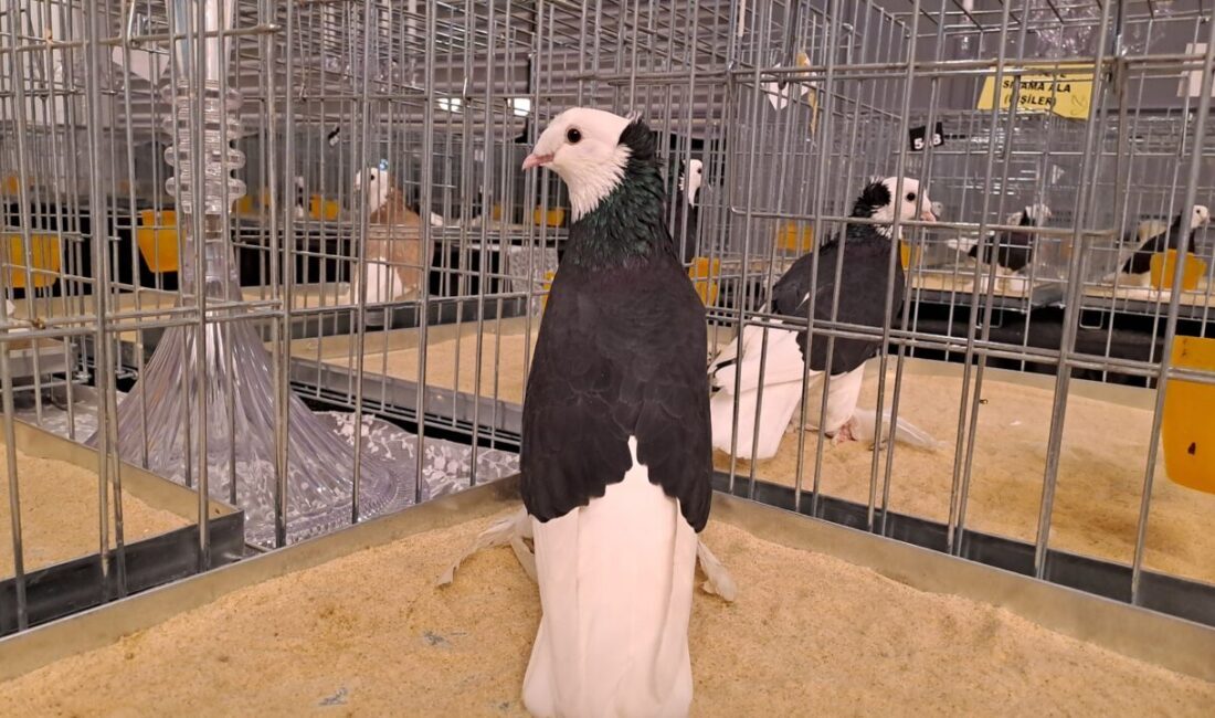 Türkiye'nin farklı illerinden çok sayıda tepeli güvercinin katıldığı "6. Tepeli