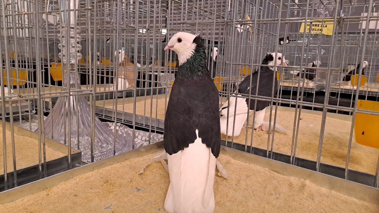 Türkiye'nin farklı illerinden çok sayıda tepeli güvercinin katıldığı "6. Tepeli