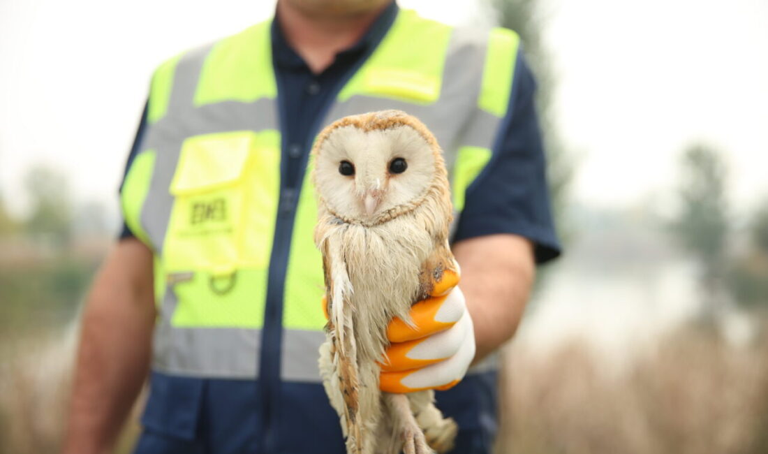 Sakarya'nın Arifiye ilçesinde nehir kenarındaki ağaçta asılı olta misinasına takılan