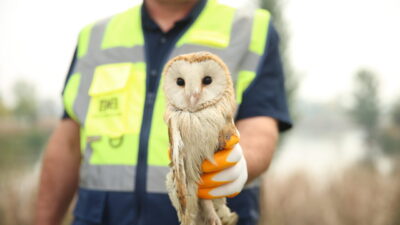 Sakarya'nın Arifiye ilçesinde nehir kenarındaki ağaçta asılı olta misinasına takılan