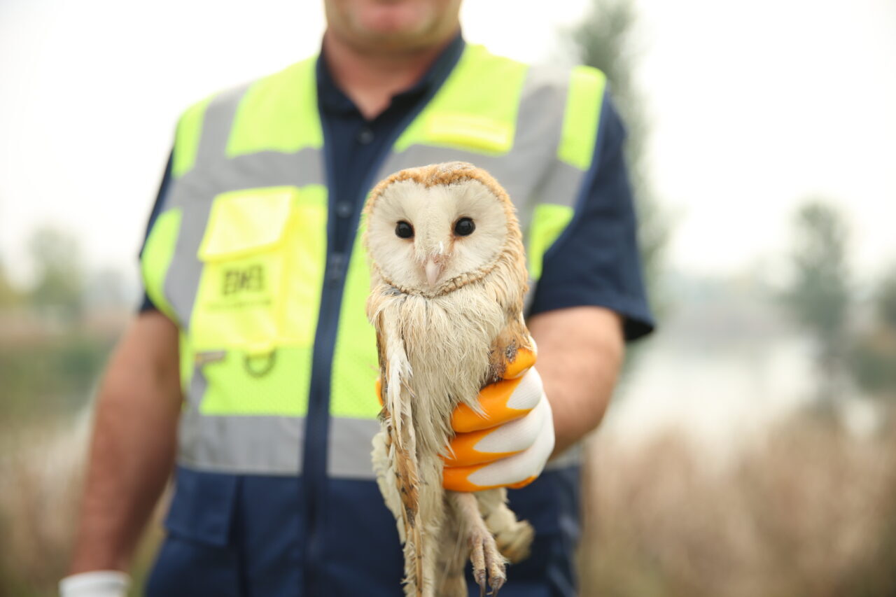 Sakarya'nın Arifiye ilçesinde nehir kenarındaki ağaçta asılı olta misinasına takılan