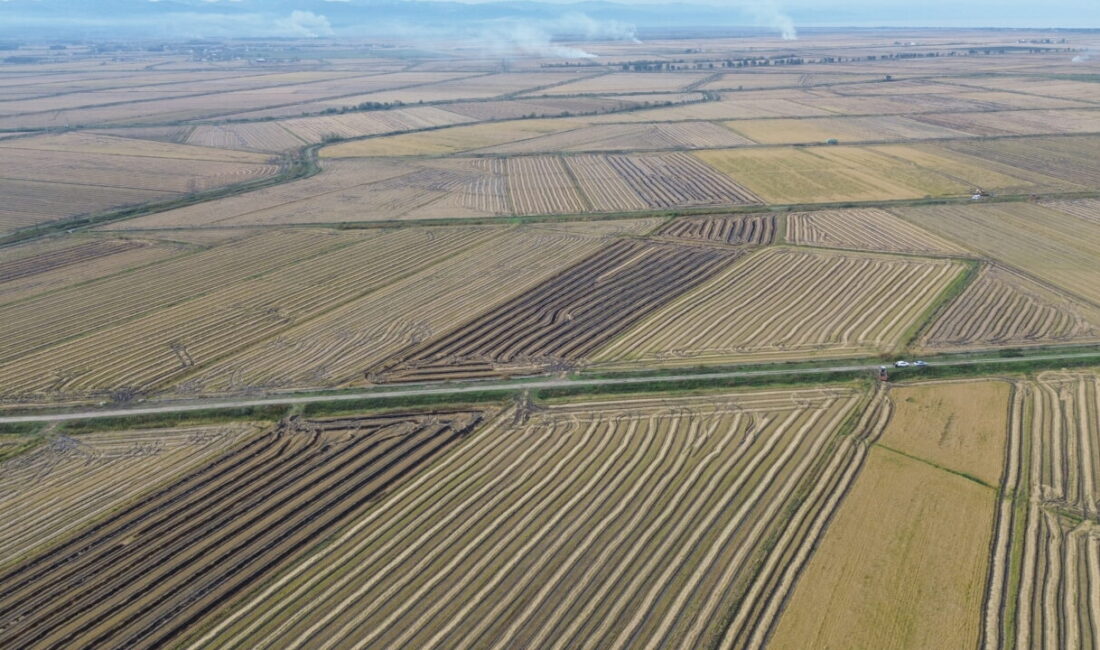 Samsun'da gerçekleştirilen çeltik hasadında sona yaklaşıldı.
