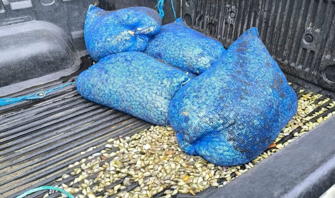 Samsun'un Terme ilçesinde denizde çuvallara saklanmış halde 200 kilogram kum