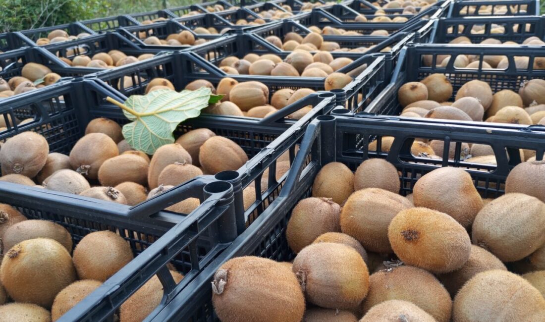 Samsun'un Çarşamba ilçesinde kivi hasat şenliği gerçekleştirildi.