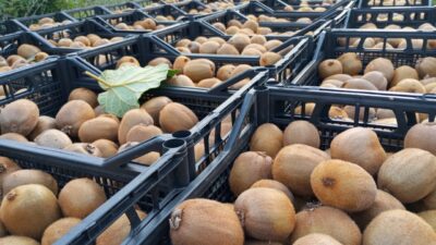 Samsun'un Çarşamba ilçesinde kivi hasat şenliği gerçekleştirildi.