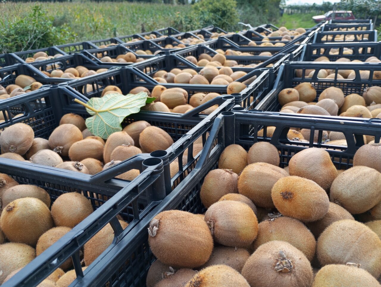 Samsun'un Çarşamba ilçesinde kivi hasat şenliği gerçekleştirildi.