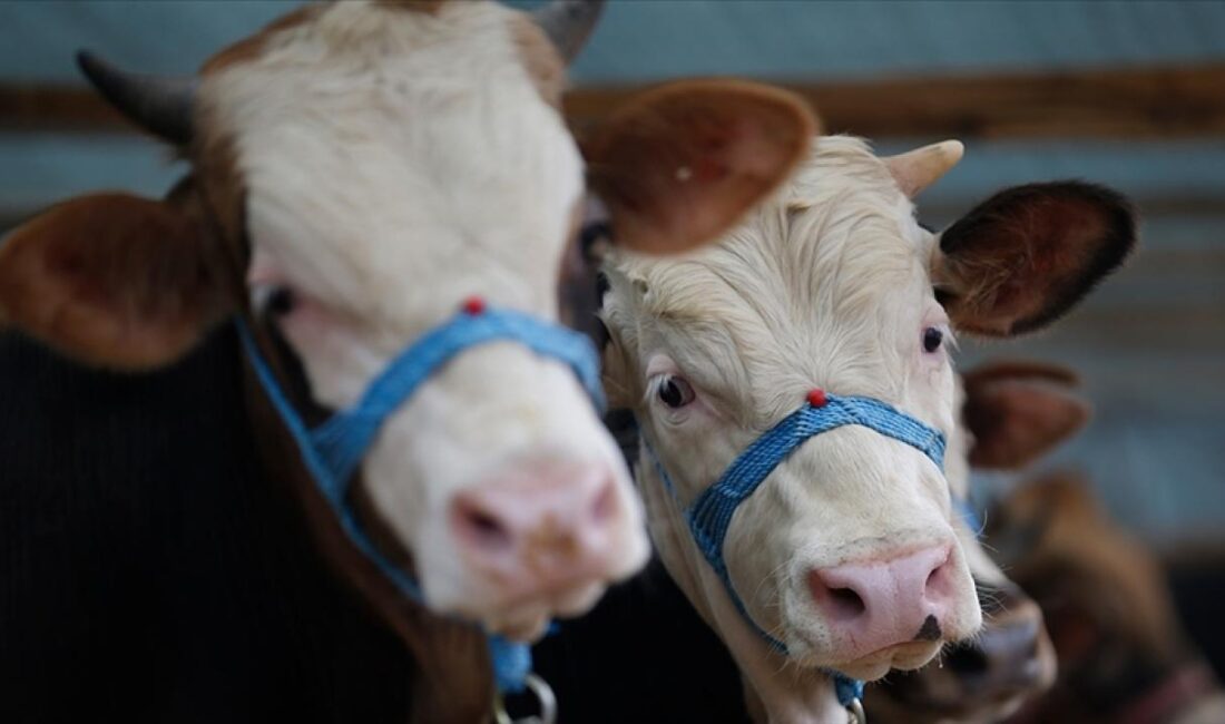 Aydın'ın Nazilli ilçesinde şap hastalığı nedeniyle 34 mahallede karantina başlatıldı.