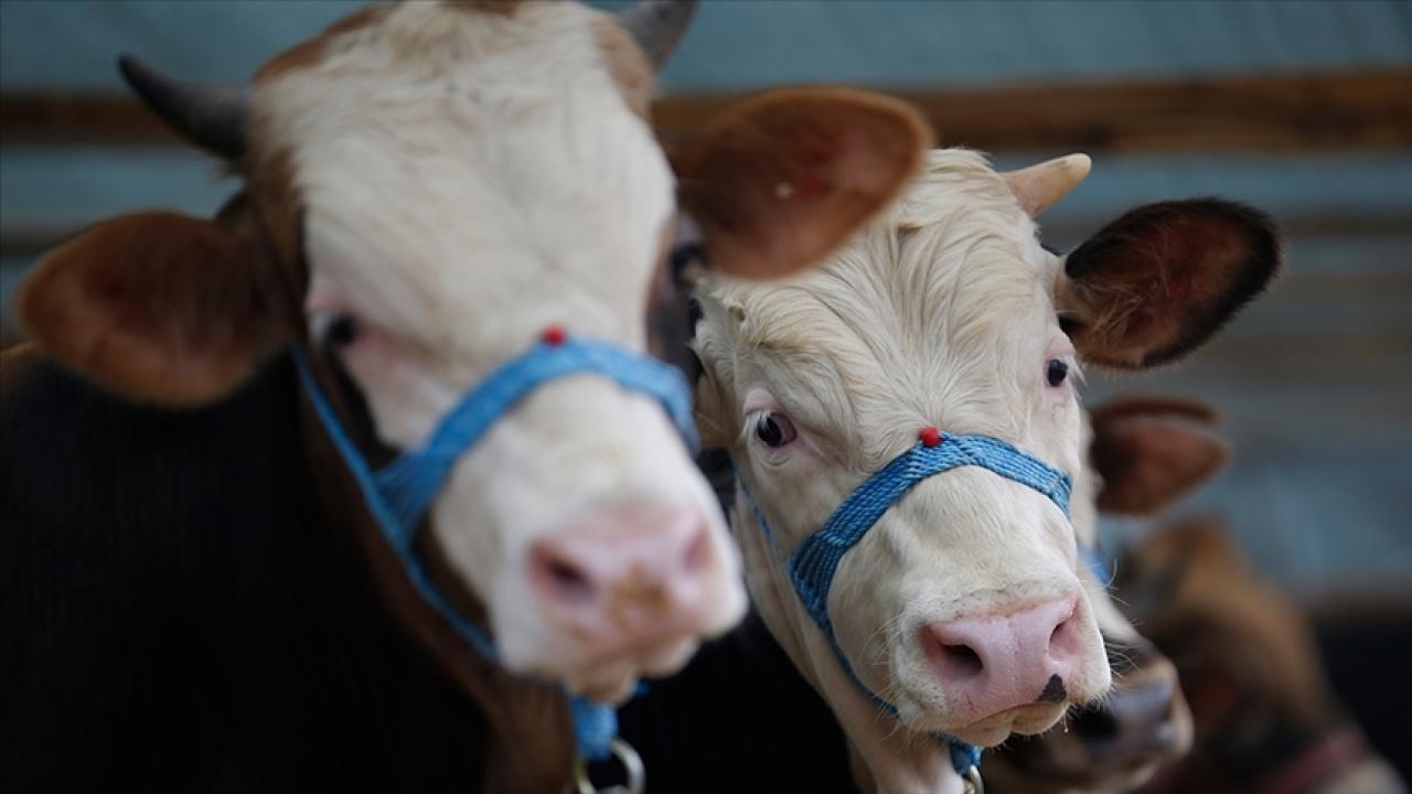 Aydın'ın Nazilli ilçesinde şap hastalığı nedeniyle 34 mahallede karantina başlatıldı.