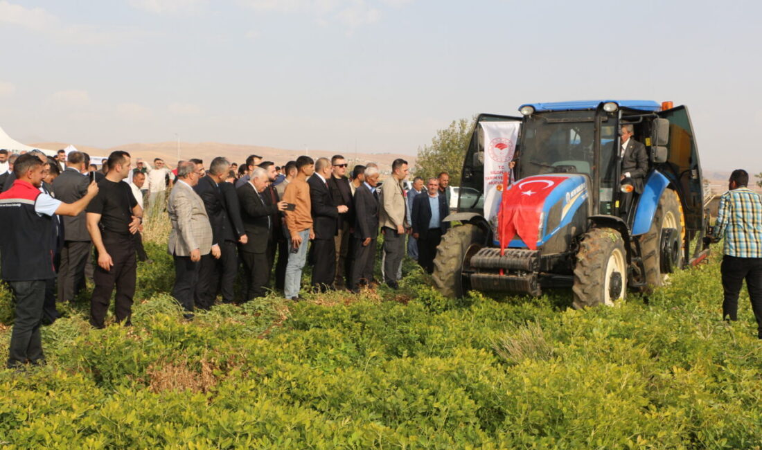 Şırnak'ın Silopi ilçesinde yer fıstığı hasat şenliği düzenlendi.